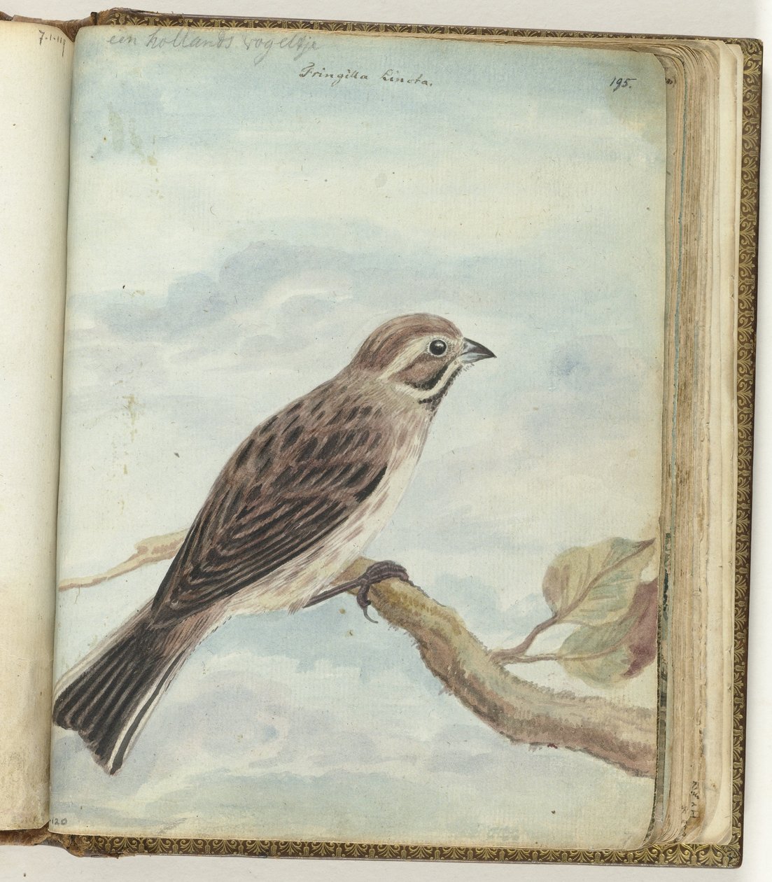 Uccello olandese da Jan Brandes