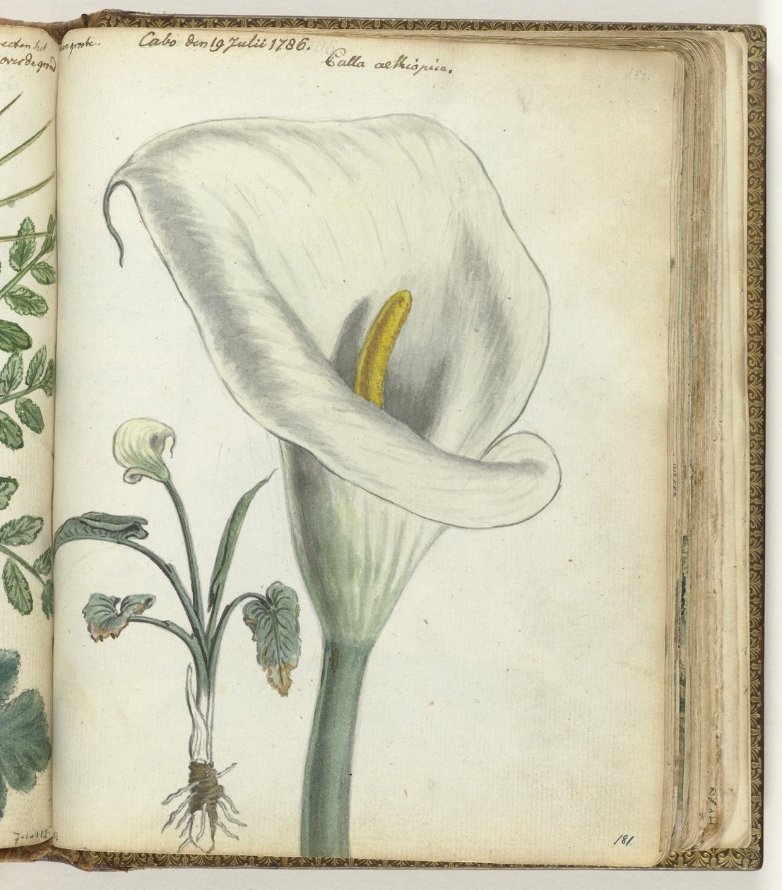 Calla del Capo da Jan Brandes