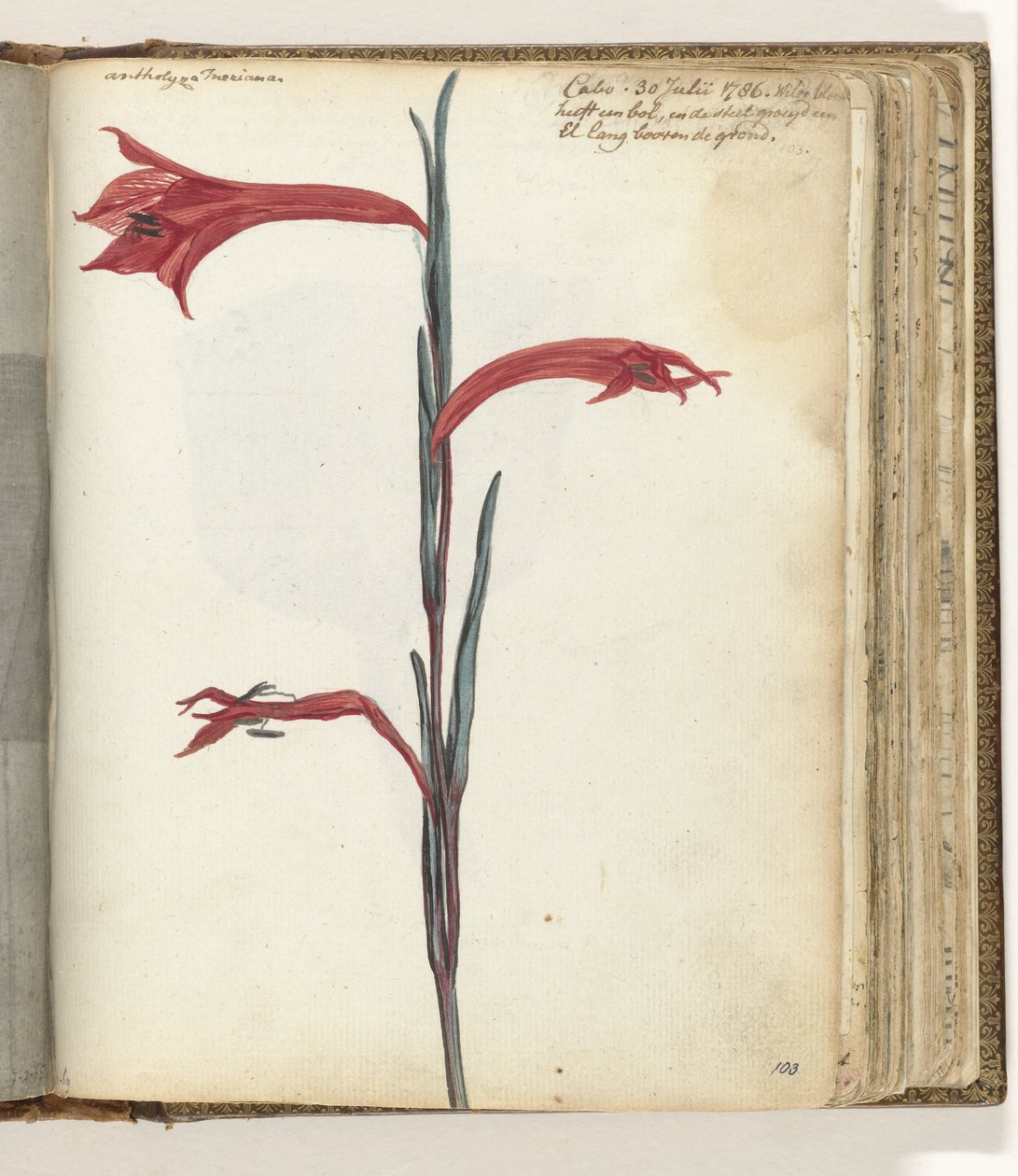 Fiore del Capo da Jan Brandes