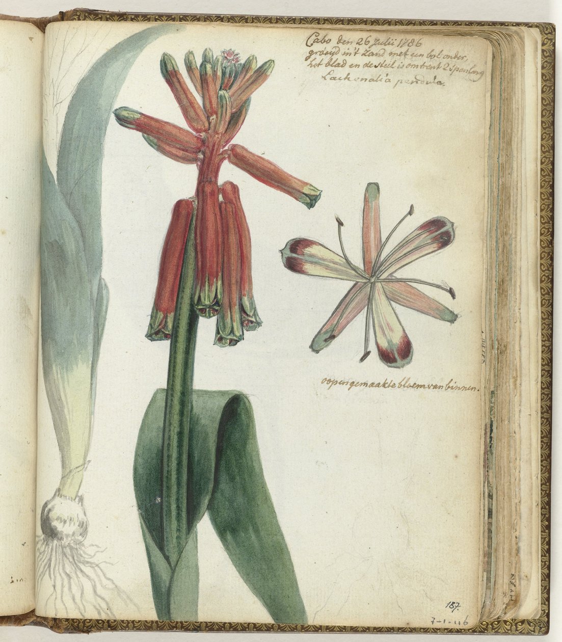 Fiore del Capo da Jan Brandes