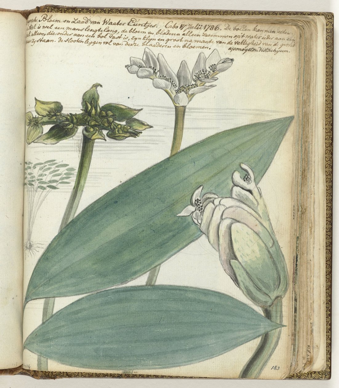 Fiore del Capo da Jan Brandes
