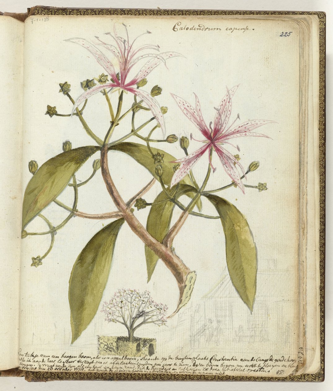 Albero di siepe del Capo da Jan Brandes