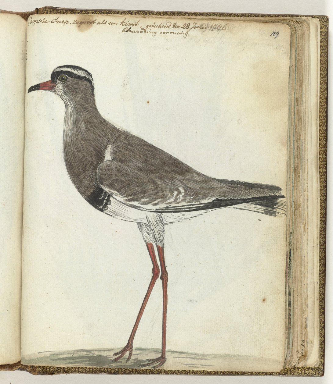Beccaccia del Capo da Jan Brandes