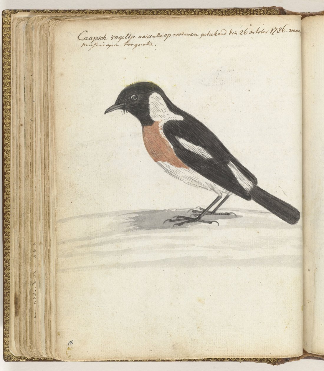 Uccello del Capo da Jan Brandes