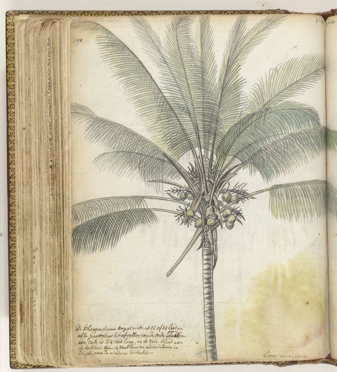 Albero di cocco da Jan Brandes