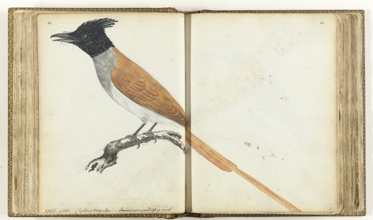 Paradise Flycatcher da Jan Brandes
