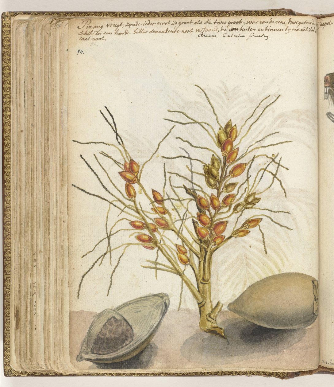 Frutti di Pinang da Jan Brandes