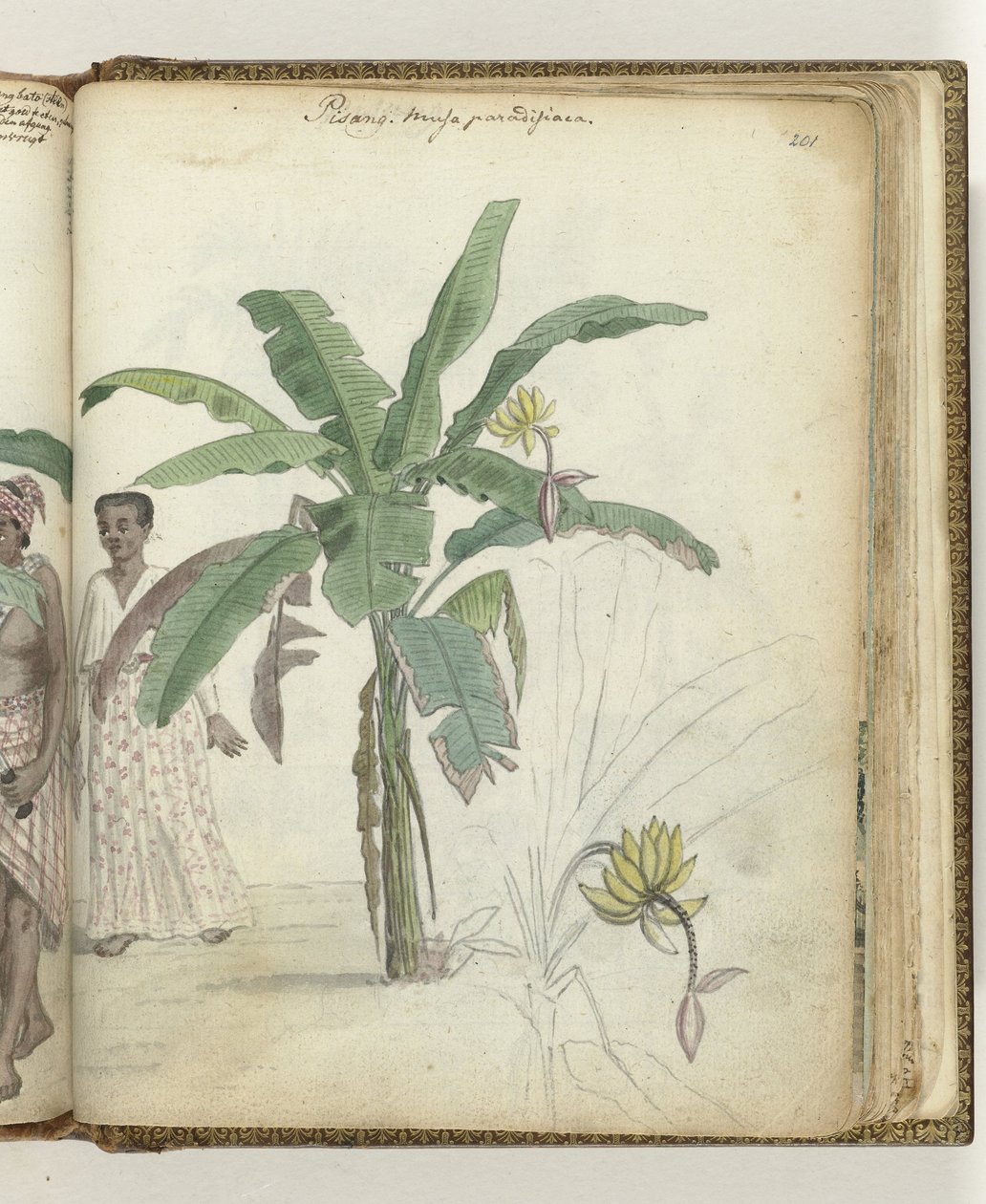 Albero di banane da Jan Brandes