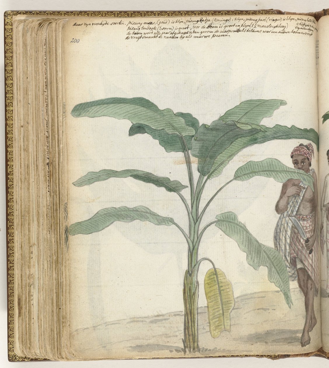 Albero di banane da Jan Brandes