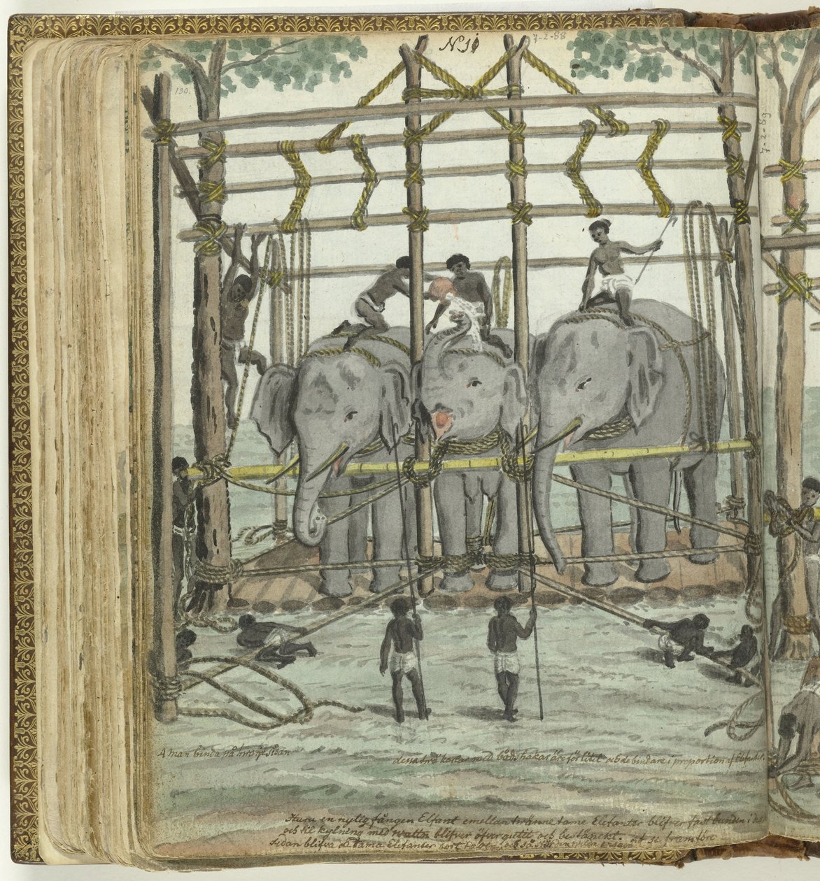 Addomesticamento di un elefante da Jan Brandes