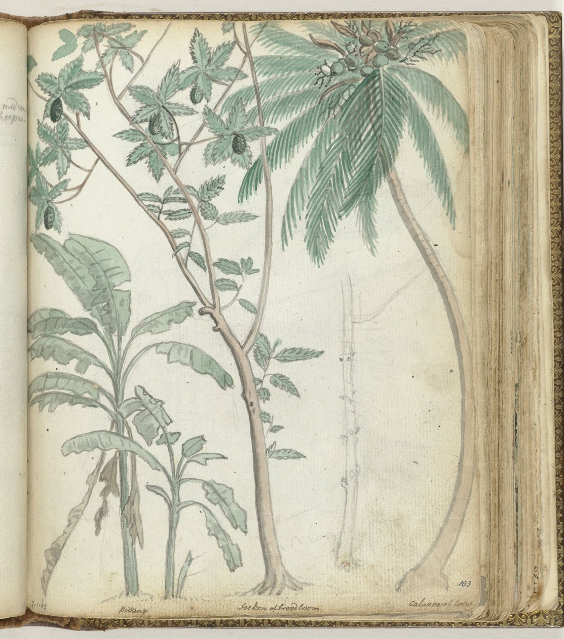 Alberi tropicali da Jan Brandes