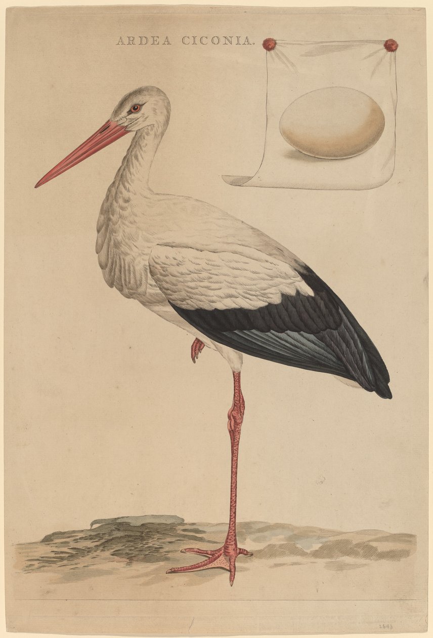 La cicogna bianca da Jan Christiaan Sepp