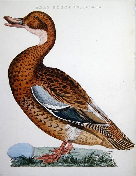 Anatra selvatica da Jan Christiaen Sepp