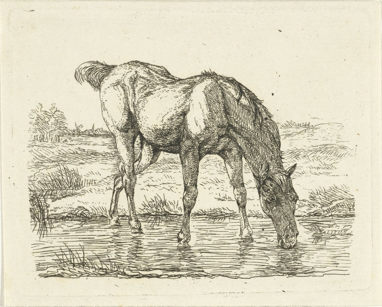 Cavallo che beve da Jan Dasveldt