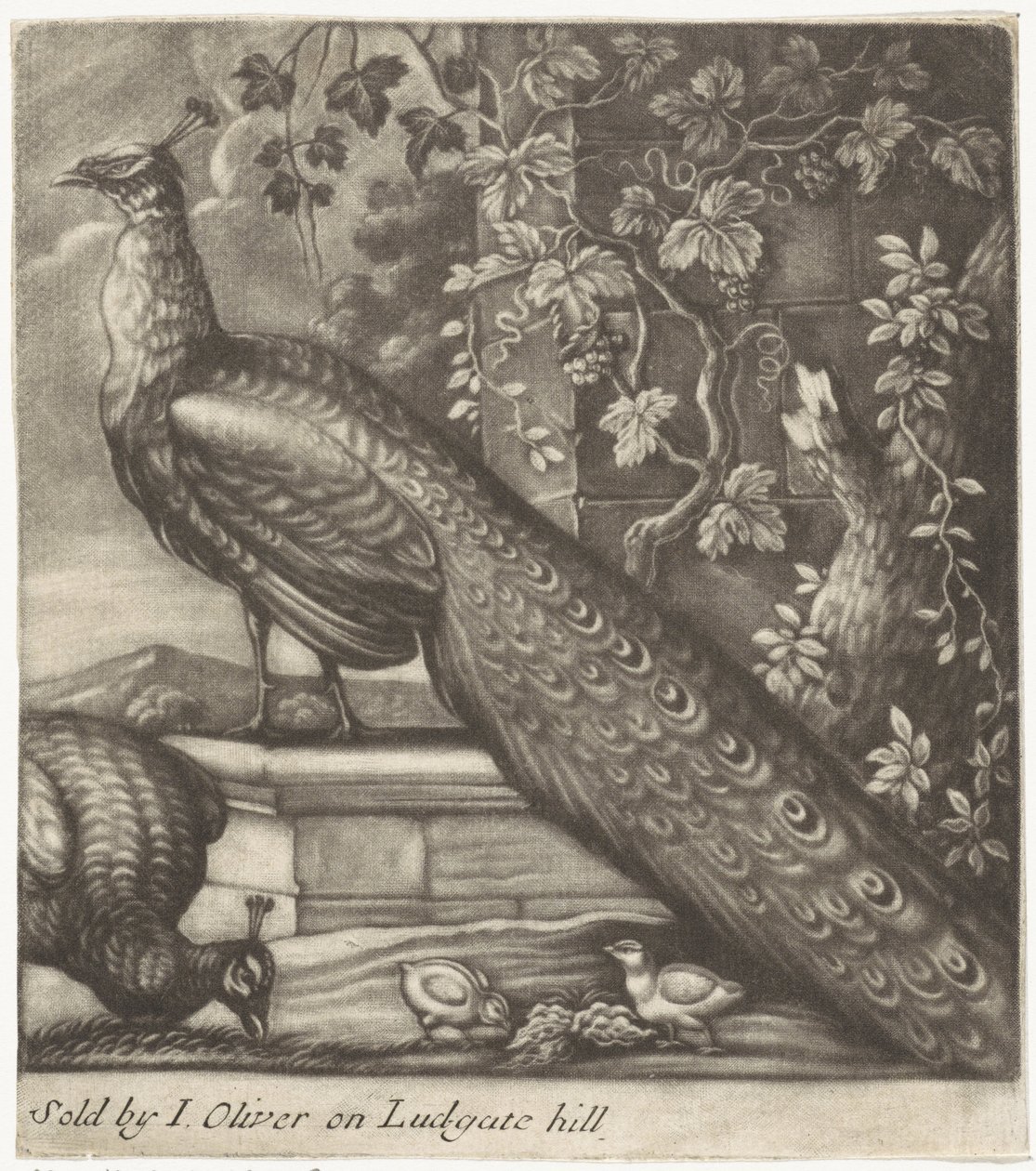 Pavoni da Jan Griffier (I)