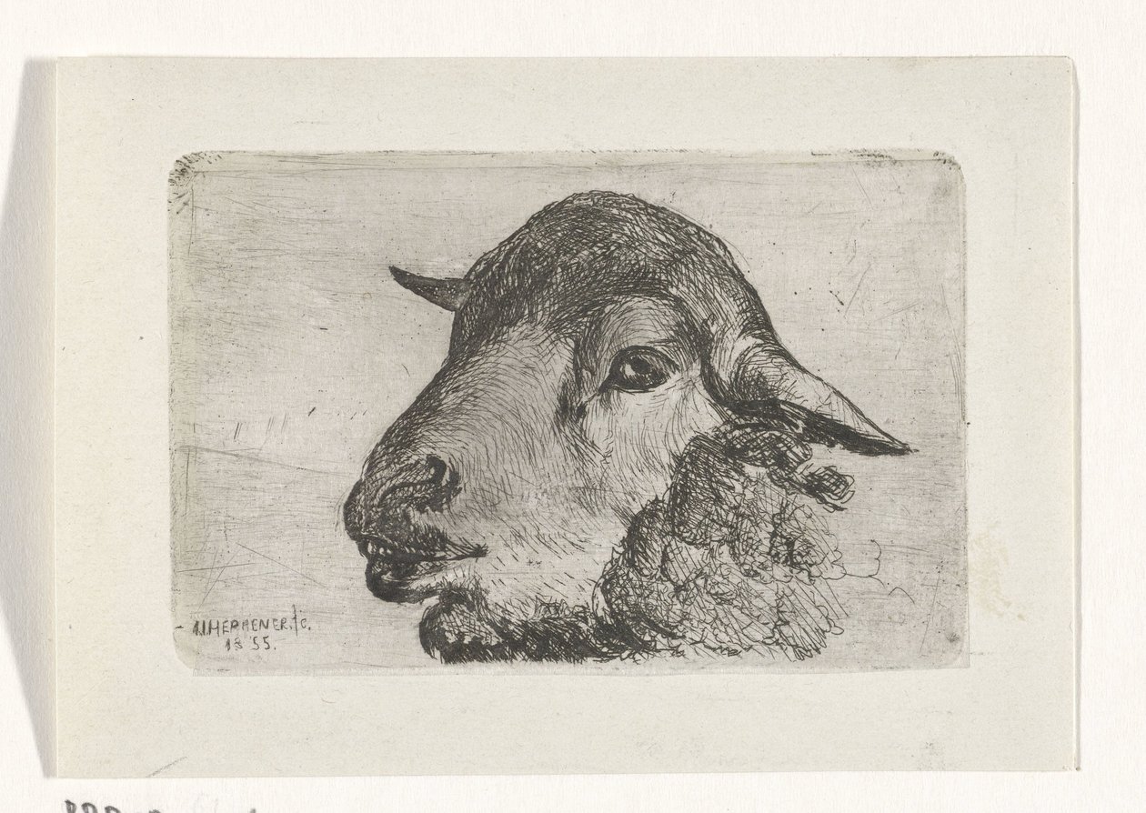 Testa di pecora da Jan Heppener