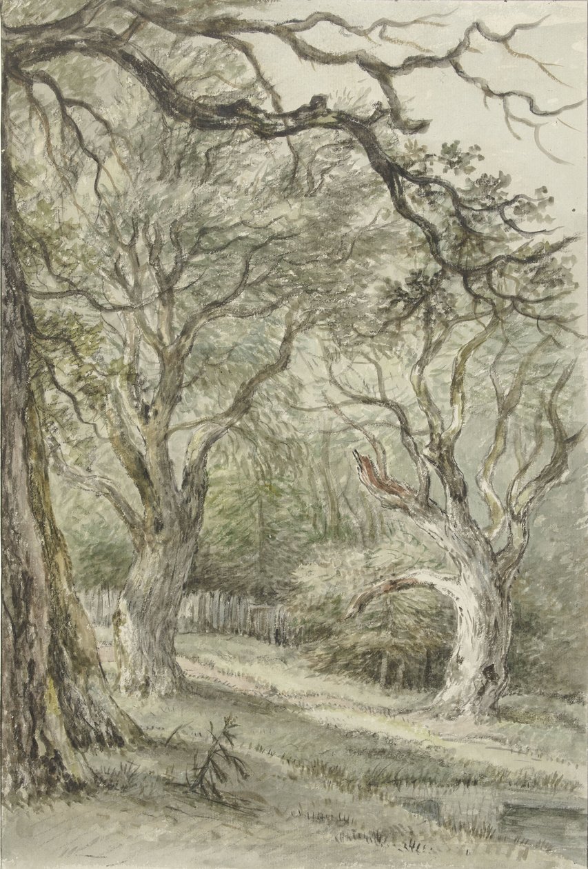 Veduta del bosco da Jan Hulswit