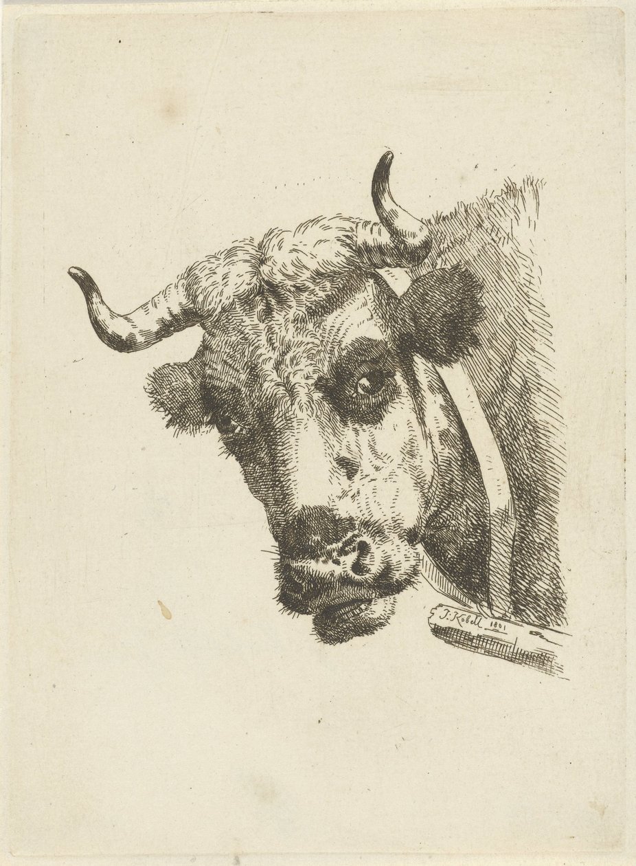 Testa di mucca da Jan Kobell (II)