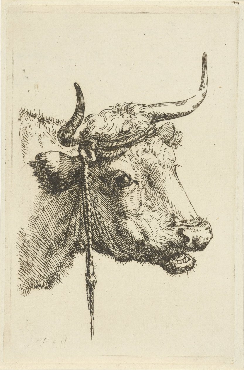 Testa di una mucca da Jan Kobell (II)