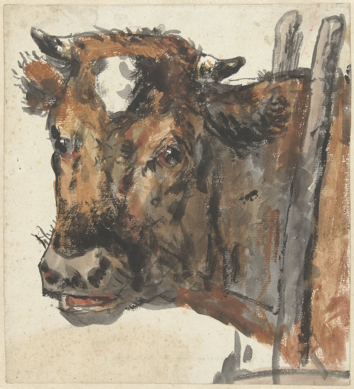 Testa di una mucca da Jan Kobell (II)