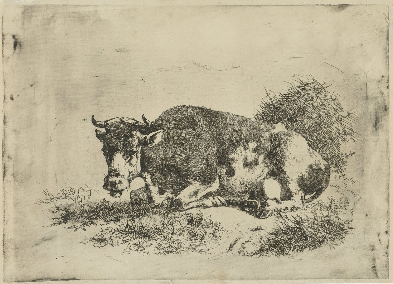 Mucca sdraiata da Jan Kobell (III)