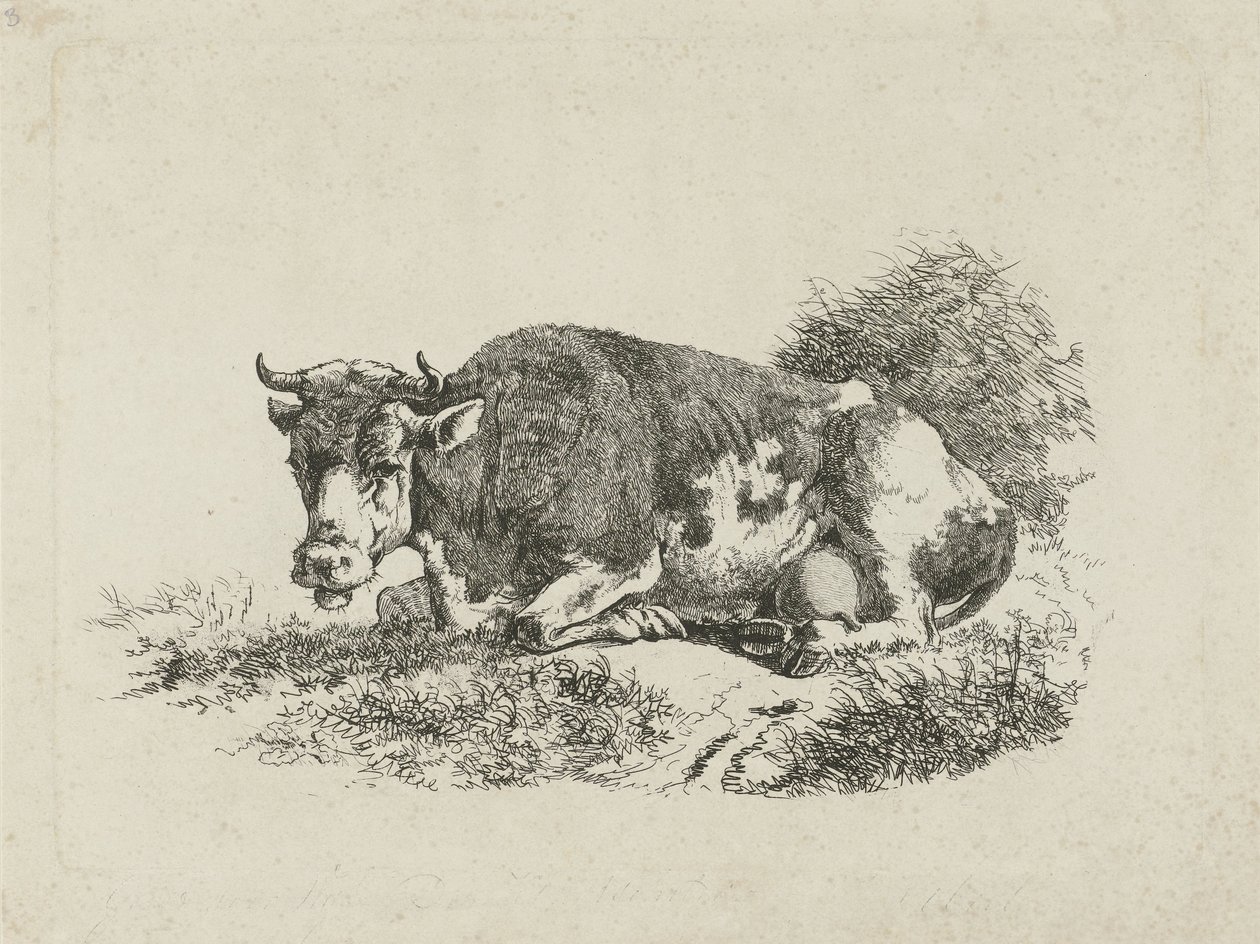 Mucca sdraiata da Jan Kobell (III)