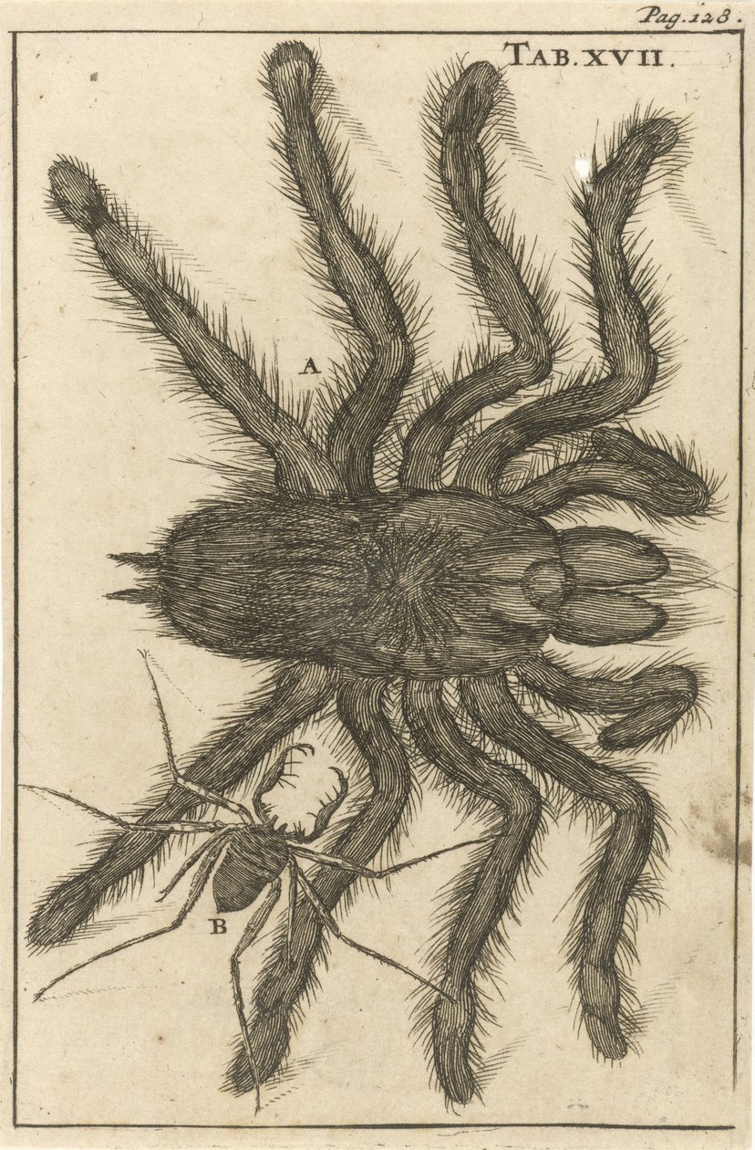 Ragno XVII da Jan Luyken