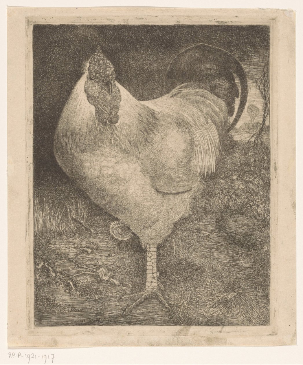 Gallo su una zampa da Jan Mankes