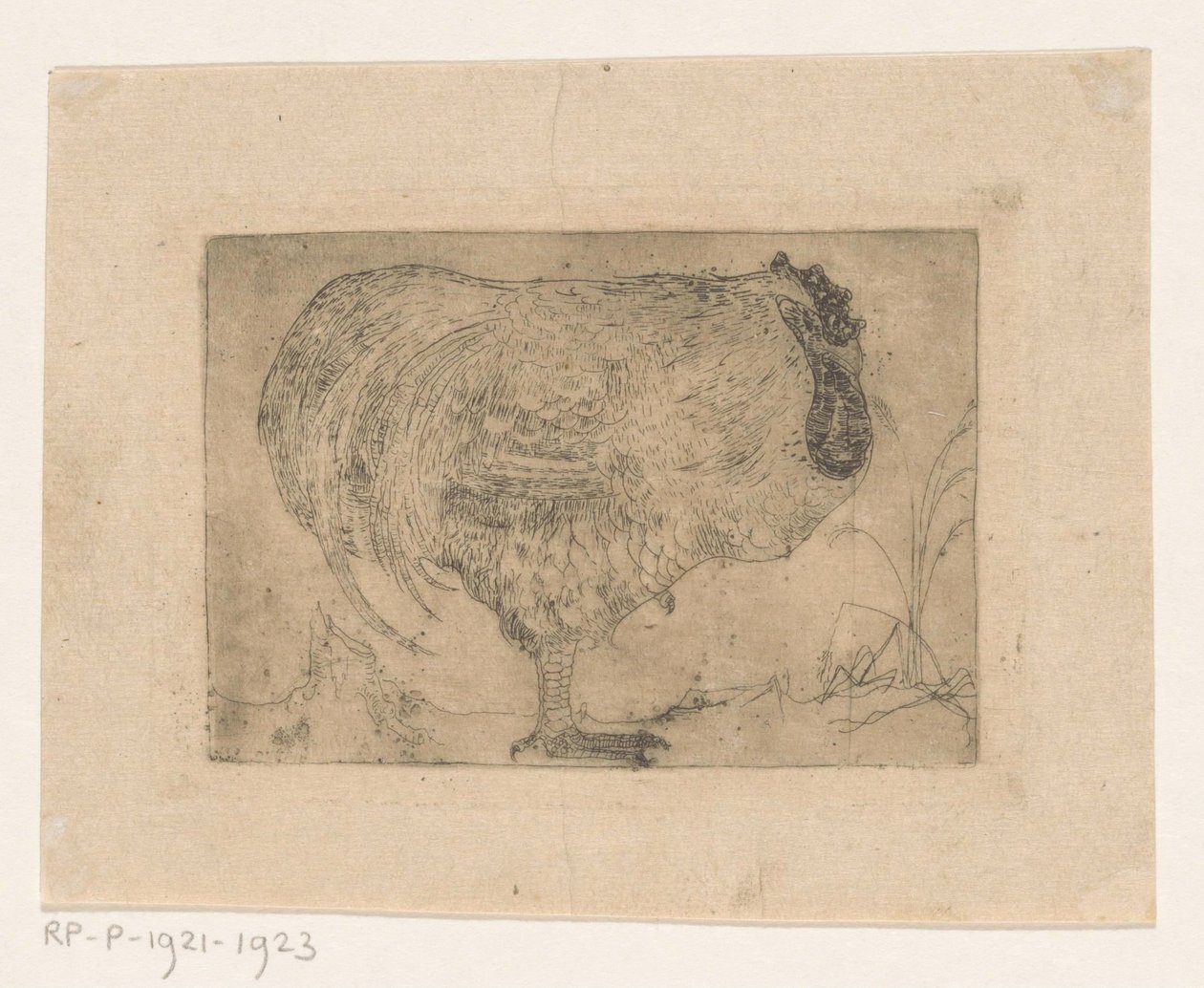 Gallo rannicchiato da Jan Mankes