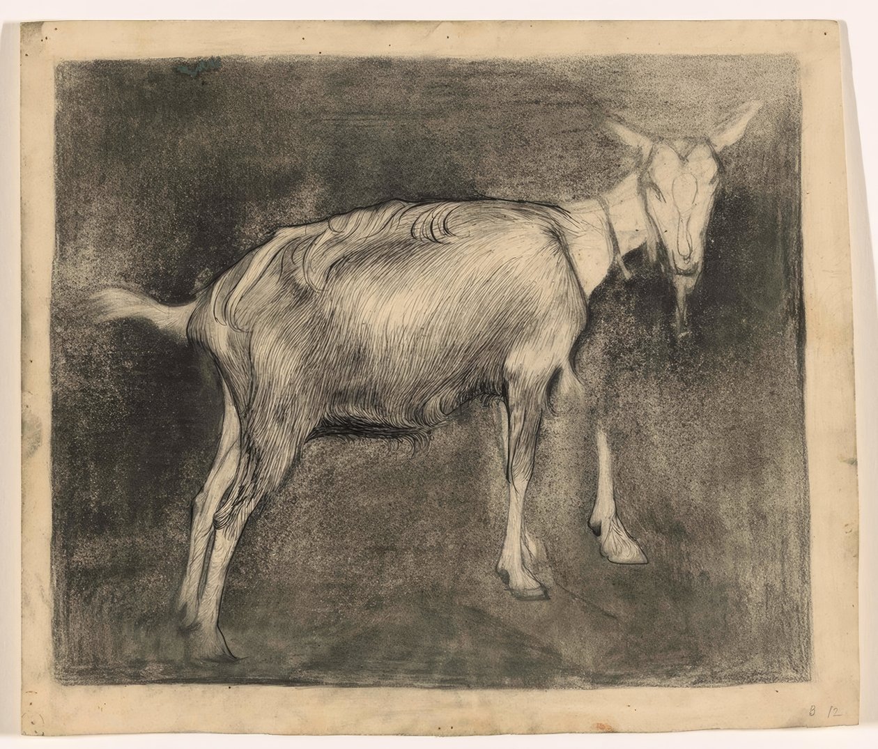 Capra in piedi, verso destra da Jan Mankes