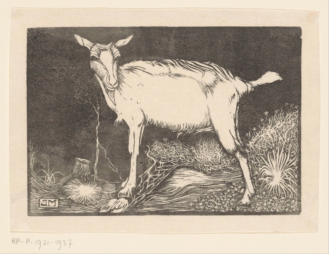 Capra bianca da Jan Mankes