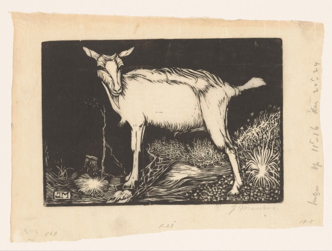 Capra bianca da Jan Mankes