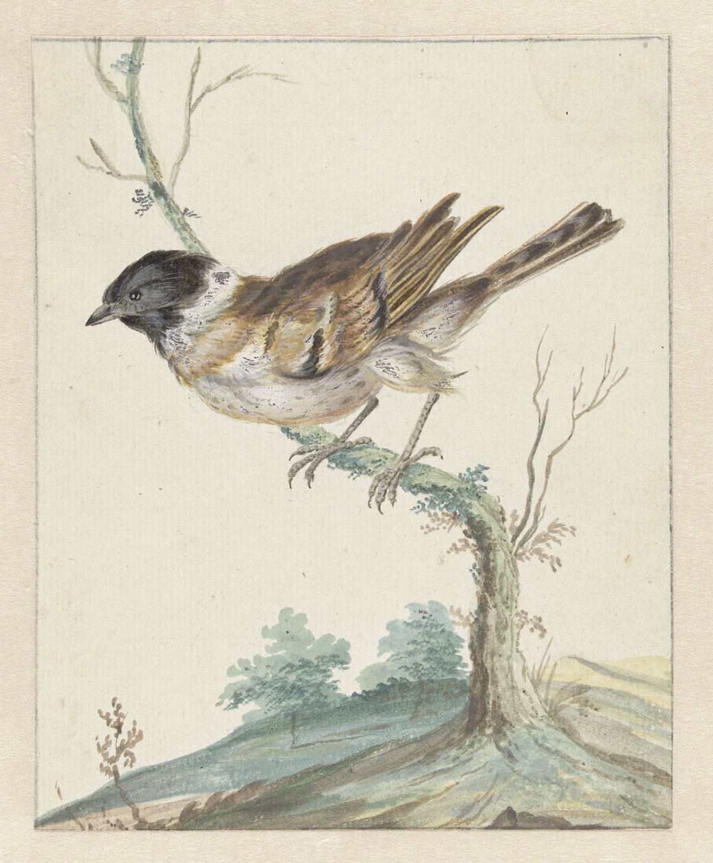 Emberiza schoeniclus (?) da Jan Baptist Weenix