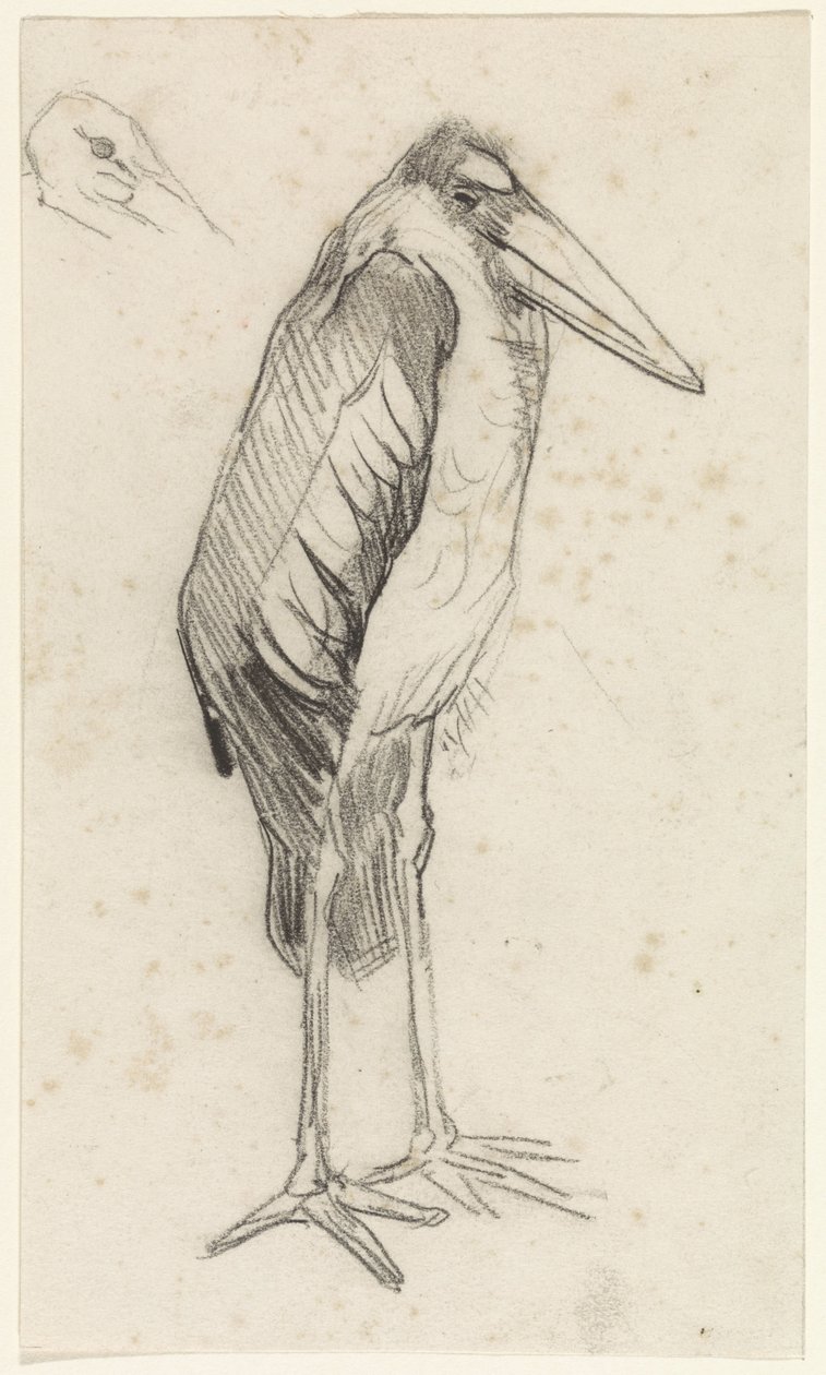 Marabù da Jan van Essen