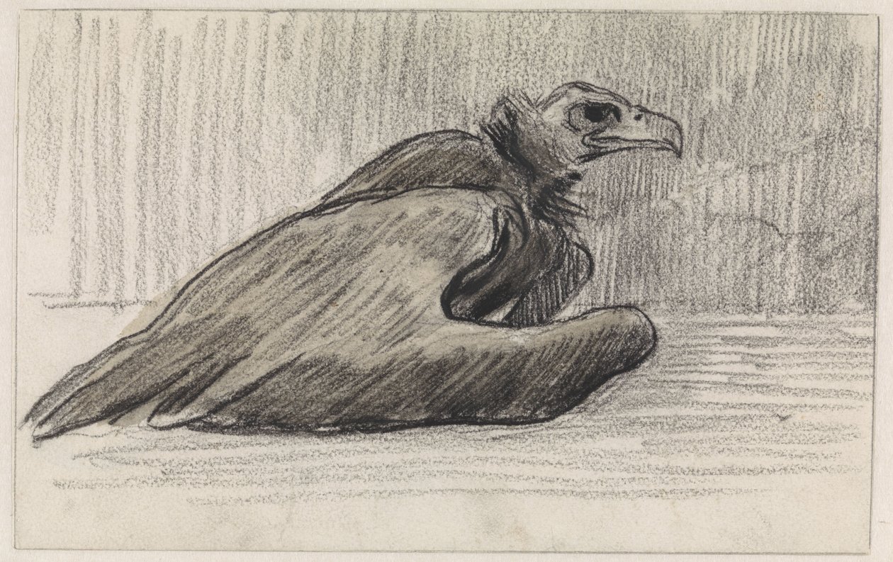 Avvoltoio seduto, verso destra da Jan van Essen