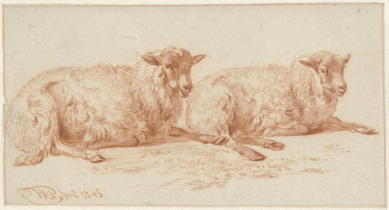 Studio di due pecore sdraiate da Jan van Ravenswaay
