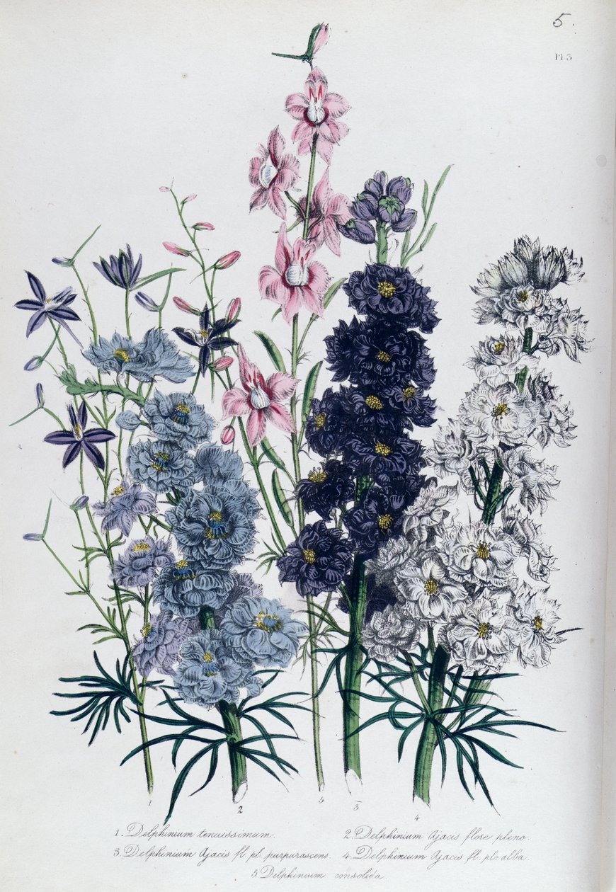 Delphinium, tavola 3 da 