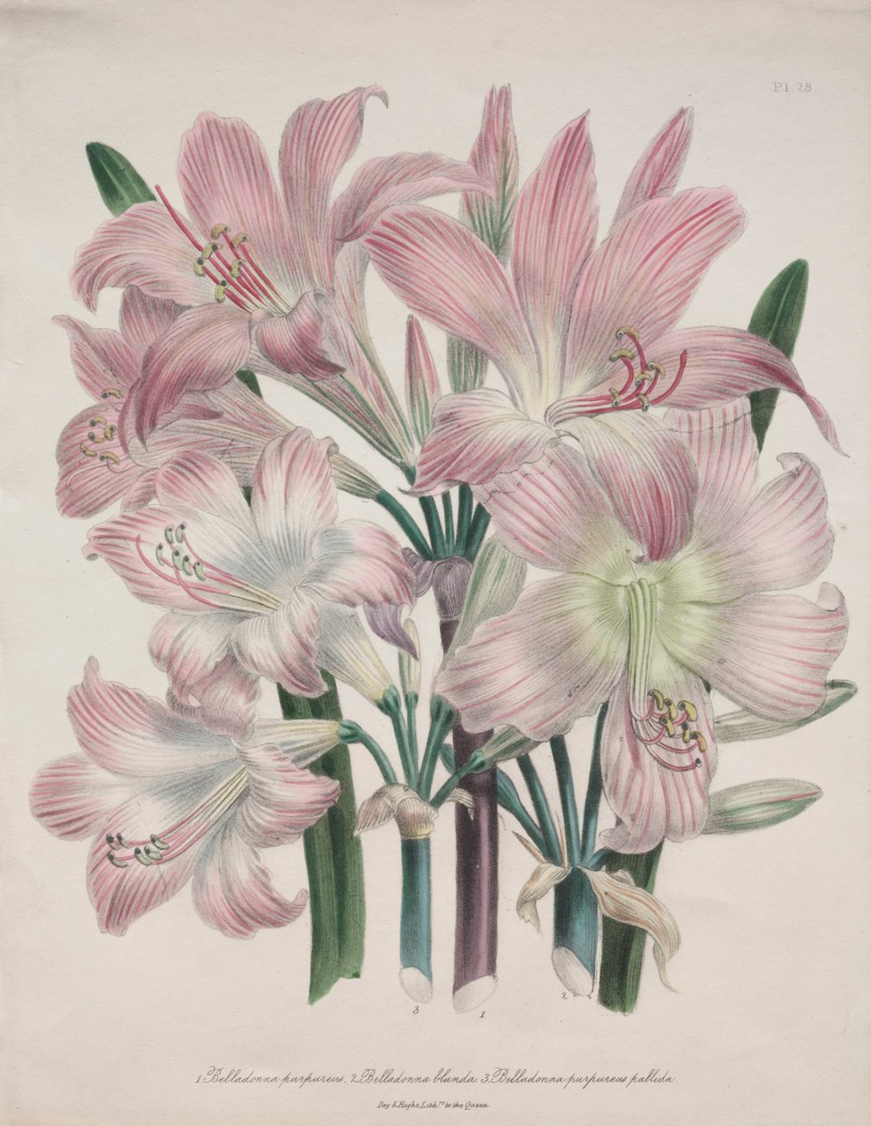 Giglio Belladonna: Amaryllis belladonna da Jane Loudon