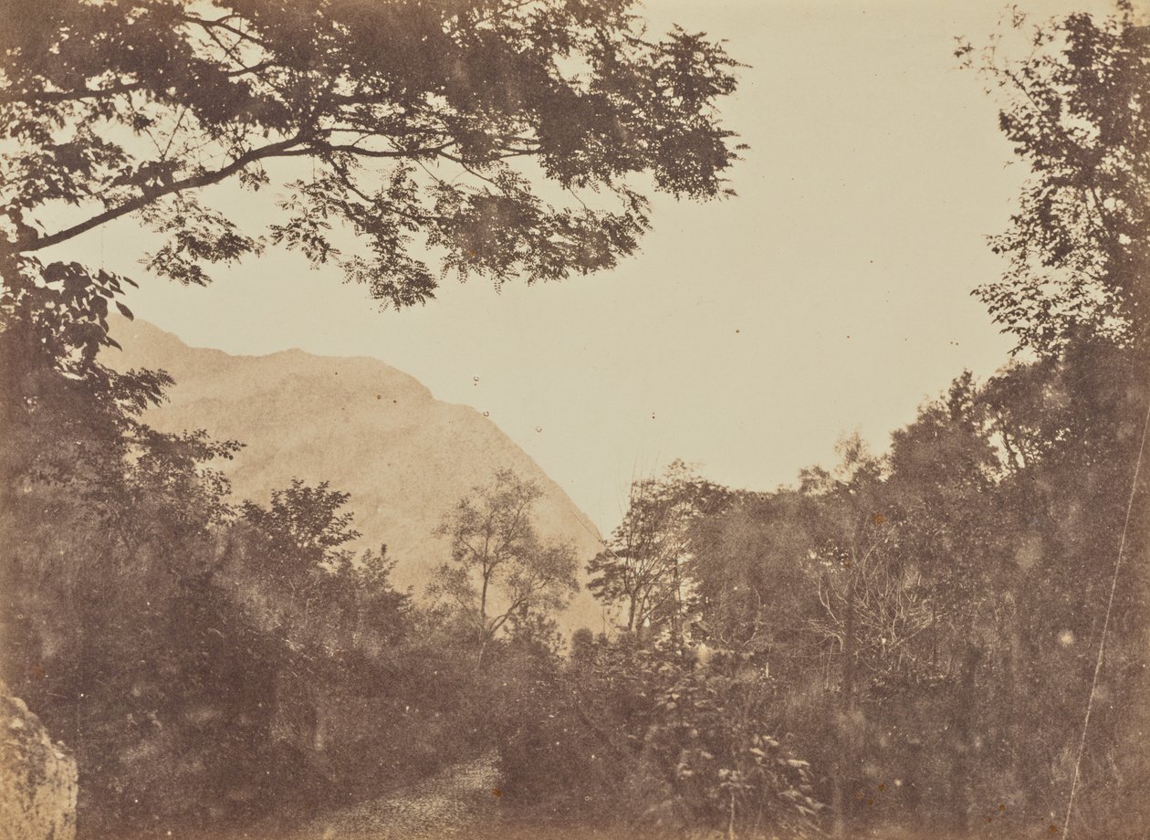 Acacia, Como da Jane Martha St. John