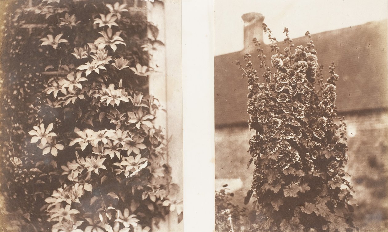 Clematis Cerulea, Altee, 1853-56 da Jane Martha St. John