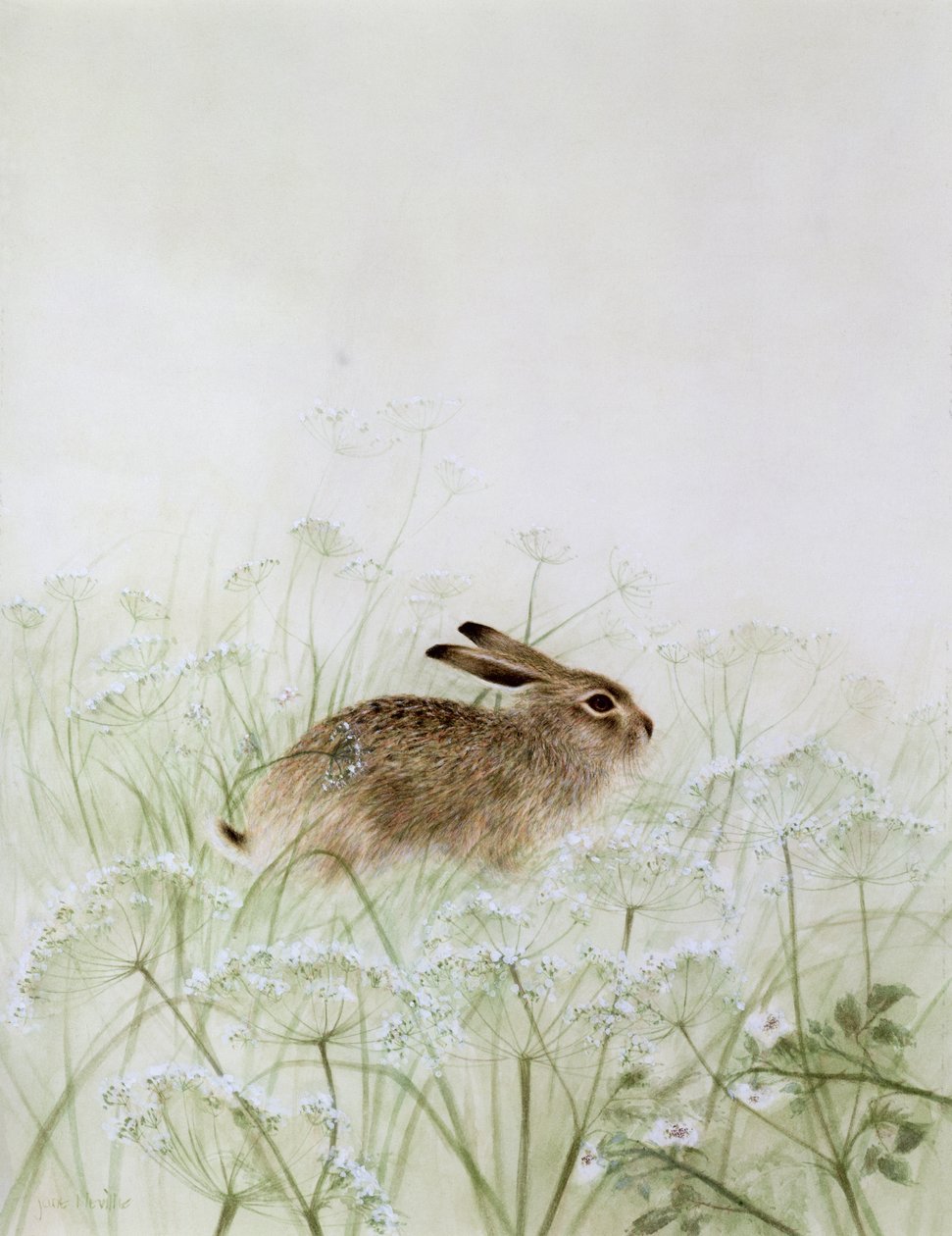 Coniglio da Jane Neville