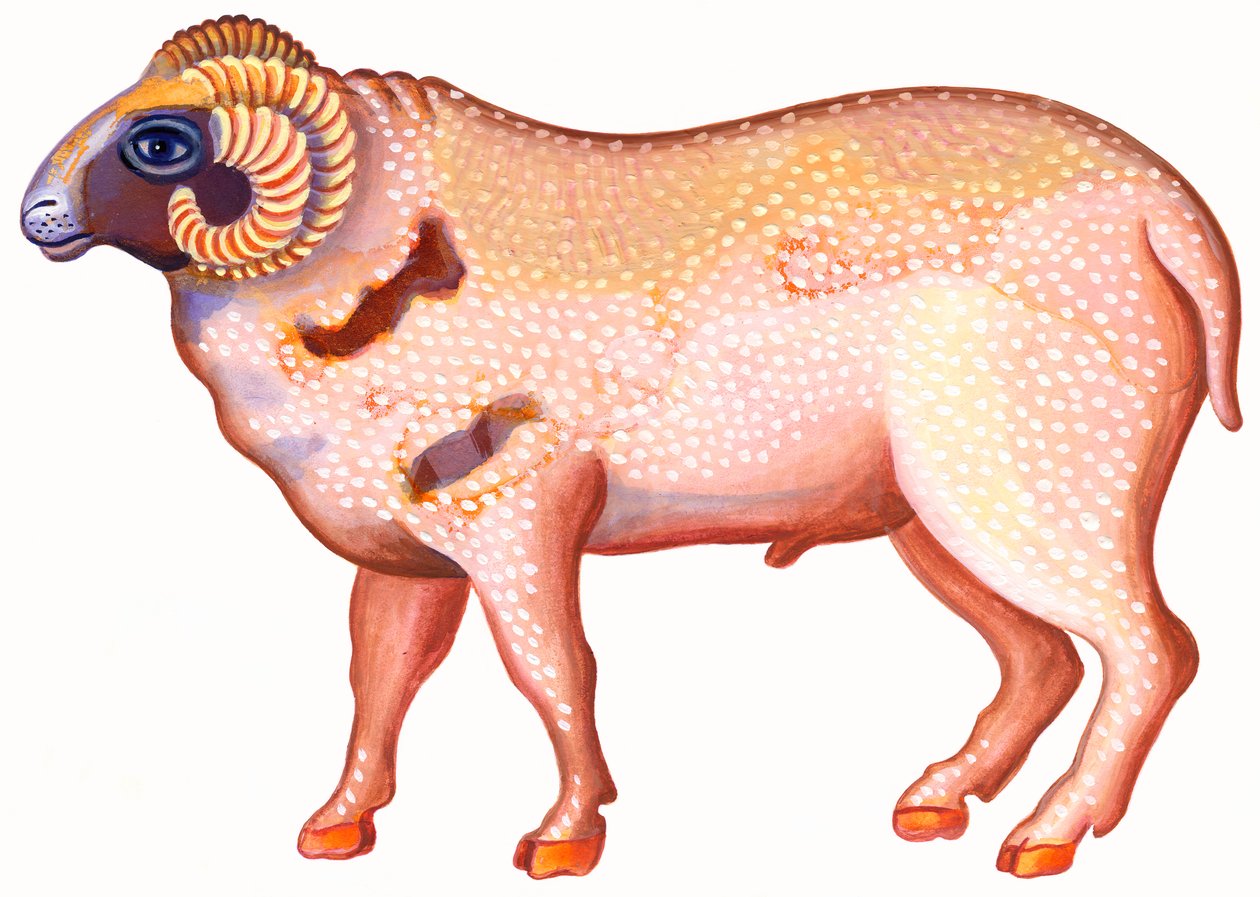 Ariete da Jane Tattersfield