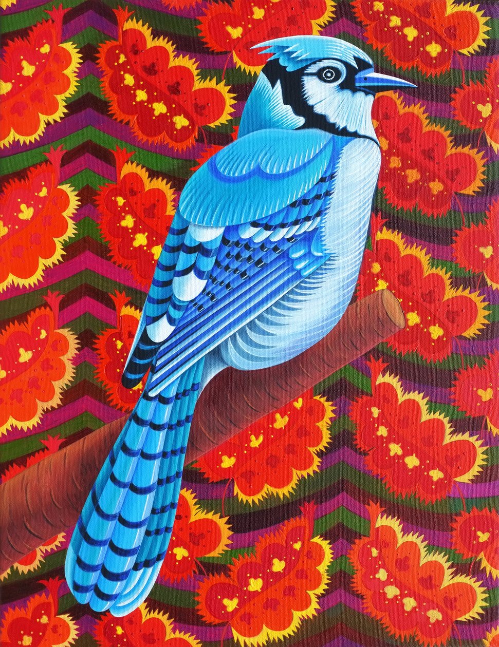 Ghiandaia Azzurra, 2016 da Jane Tattersfield