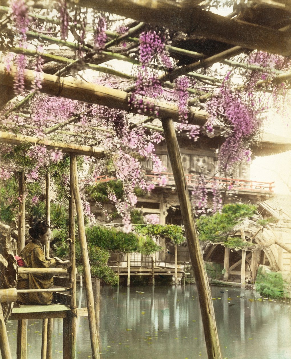 Fioritura di glicine, giardini del tempio di Kameido, Tokyo, primi anni 1890 (foto colorata a mano) da Japanese Photographer