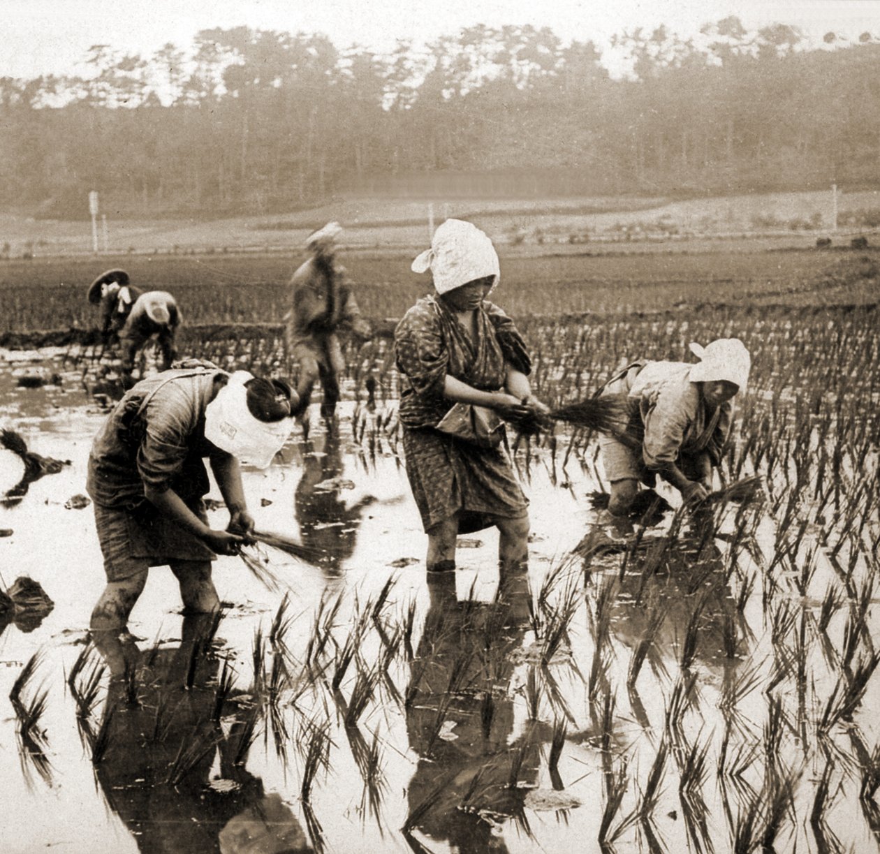 Donne che piantano riso in Giappone da Japanese Photographer