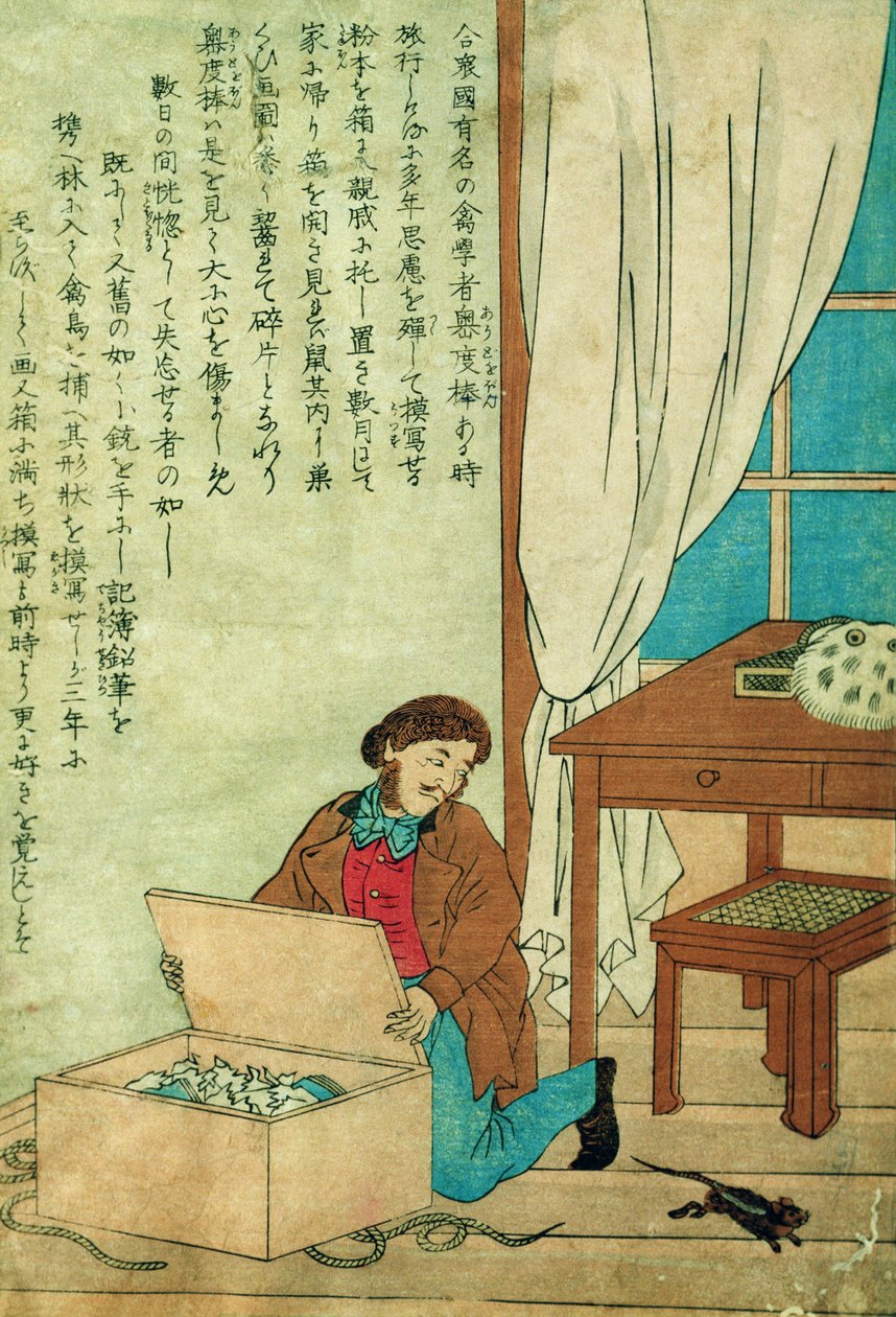 JJ Audubon in un viaggio in Giappone scopre un ratto, c.1840 da Japanese School