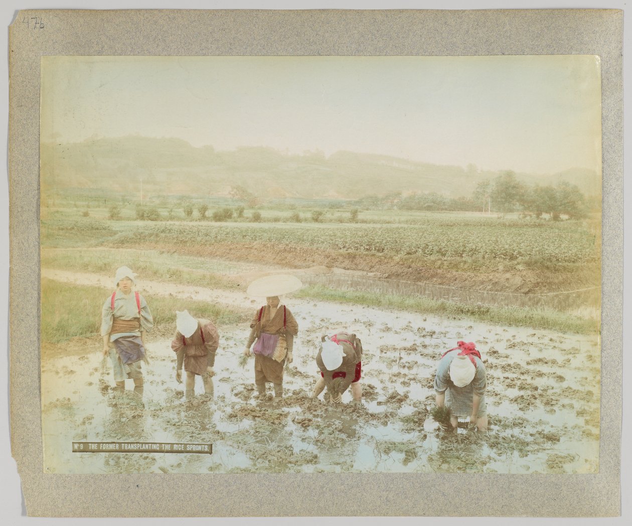 Trapianto di germogli di riso, Giappone (foto b/n colorata a mano) da Japanese Photographer
