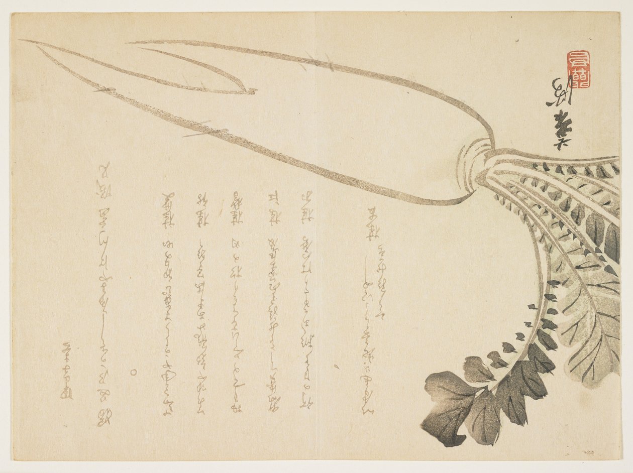 Ravanello Daikon, gennaio 1864 da Japanese School