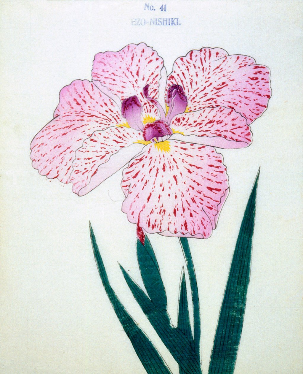 Ezo-Nishiki, n.41, 1898 da Japanese School