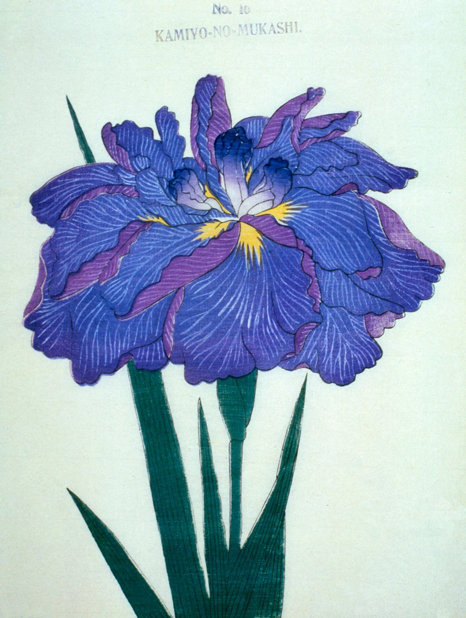 Kamiyo-no-Mukashi, n.16, 1898 da Japanese School